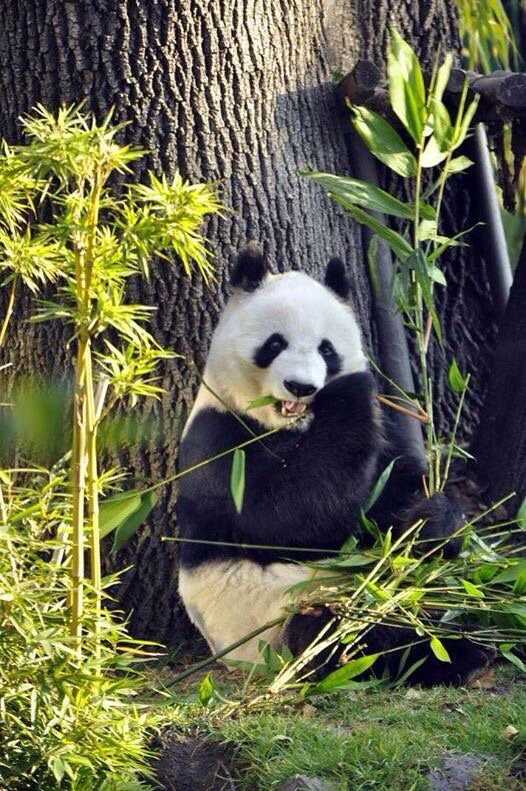 Why do pandas only eat bamboo? (The REAL reason explained)