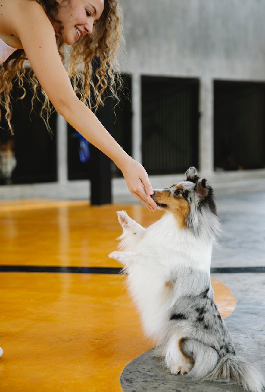 What Causes Tangled Knots In a Dog’s&nbsp;Fur?